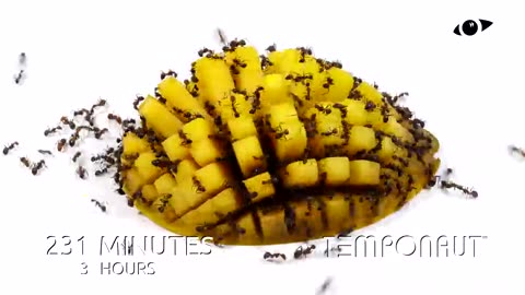 Timelapse Ants vs Mango