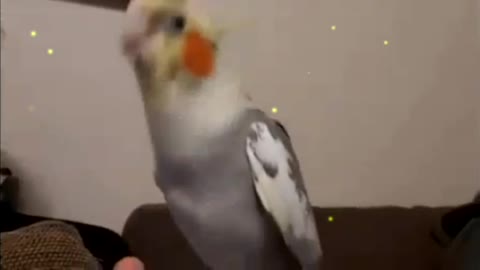 DANCING BIRD