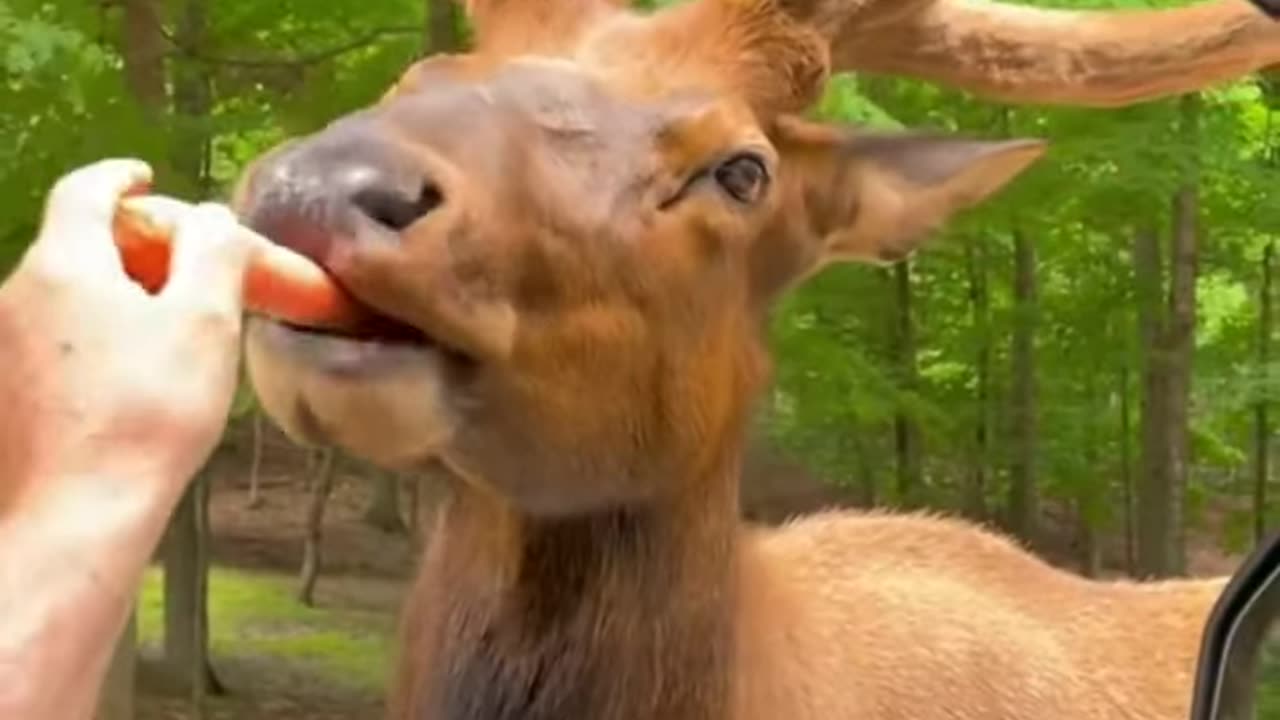 deer eating carrot