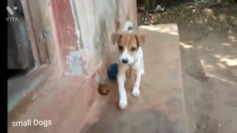 Small dog funny moment video.