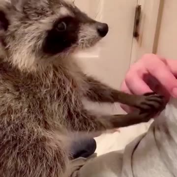 Animal love is so seeet