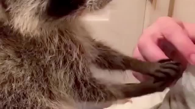 Animal love is so seeet