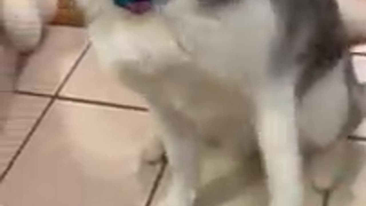 TEACH YOUR DOG TO SHAKE IN 60 SECONDS