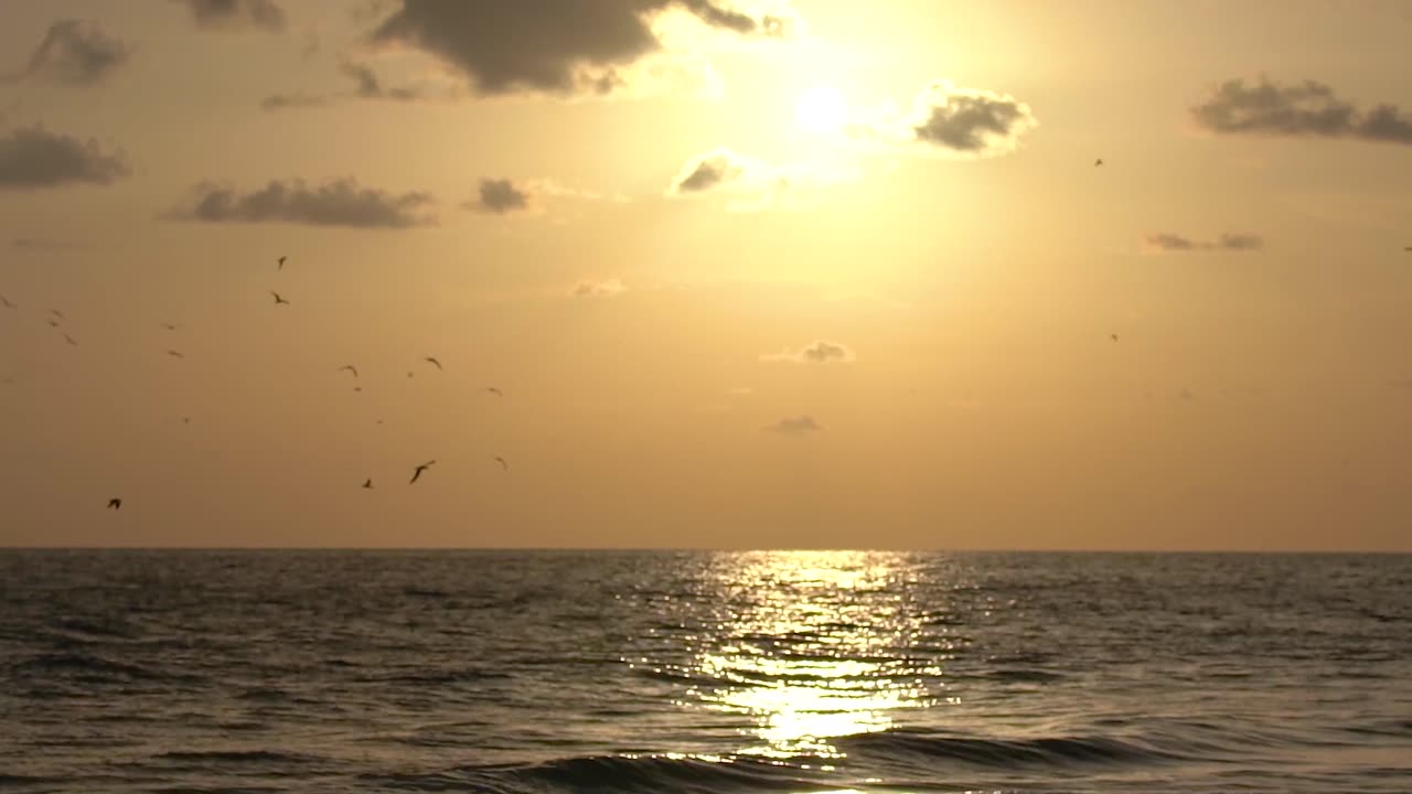 Beach Birds Take Flight at Sunset