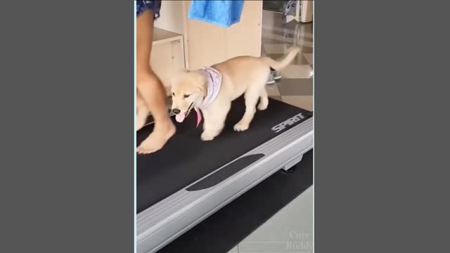 Cute dog training