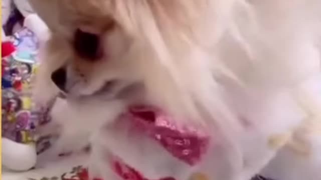 Cute__doggy__video__#short