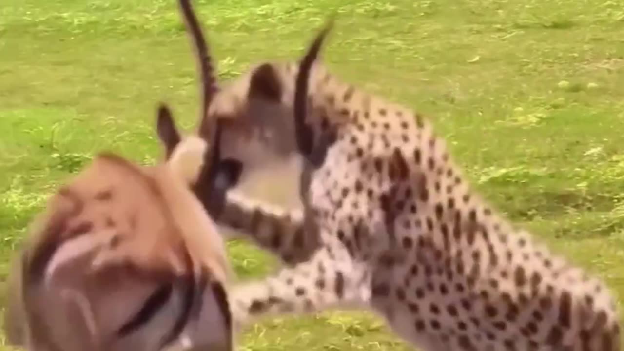 Hunting is the chasing and killing of wild animals by people or other animals