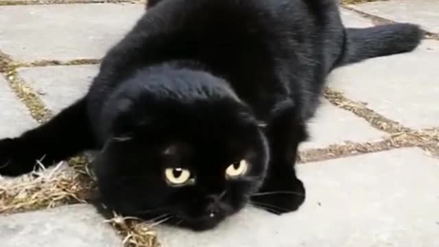 My cat can hide in the dark