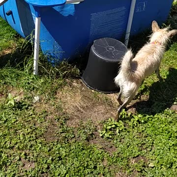 Luna in the pool, memories from last summer ;-)