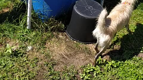 Luna in the pool, memories from last summer ;-)