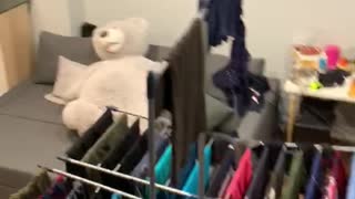 Curious Kitty Gets Stuck in Fish Tank