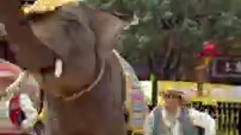Most Funny Wild Animal - Cutest baby Elephant Videos #239582UEWOIWEPO