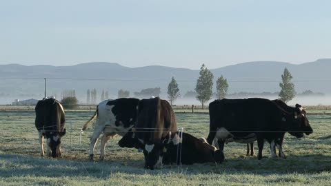 Group cows in the Outback of Australia