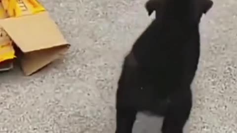 Most funny dog