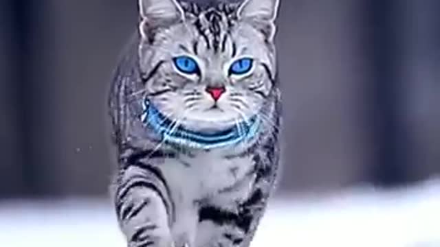 Cat funny video animal video short video tik tok video