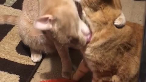 Orange cats licking each other constantly