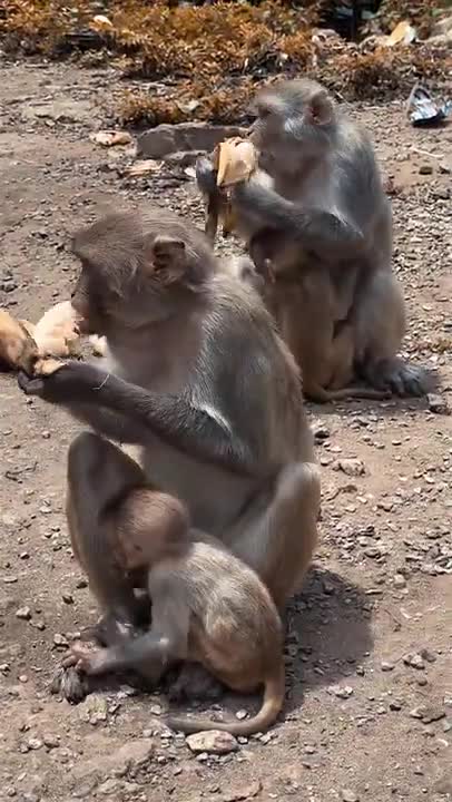 monkey and bananas