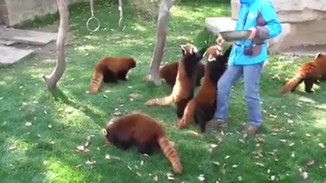 Red Panda Exercise (ADORABLE)
