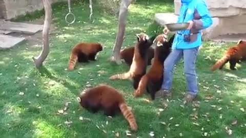 Red Panda Exercise (ADORABLE)