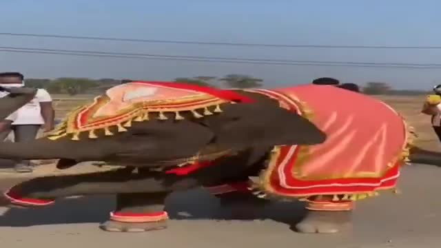 Elephant Dance / Amazing Elephant Dance / Viral Dancing Video Elephant