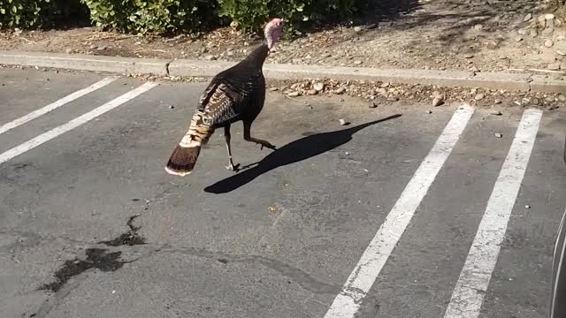 Turkey walking