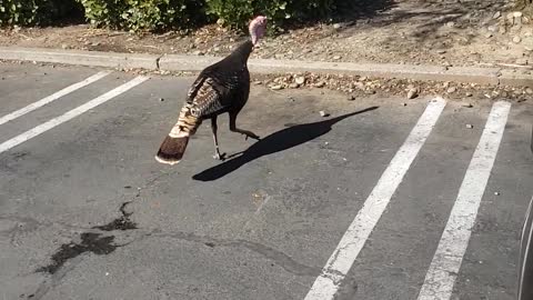 Turkey walking