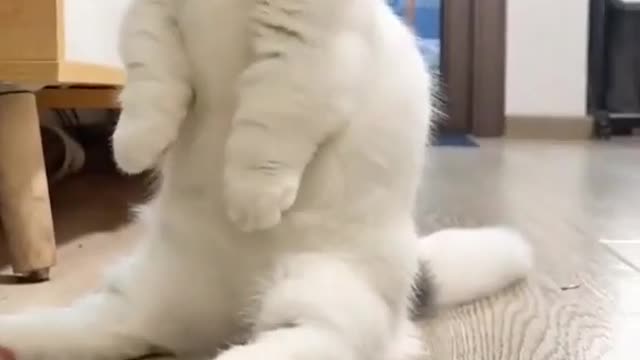 Does your cat have this hobby