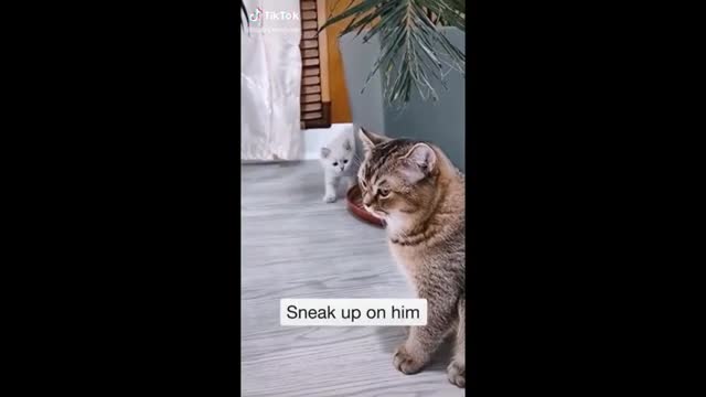 funny cats videos //😂😂😂😂