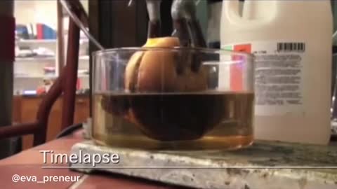 McDonald's Cheeseburger In Hydrochloric Acid. McNasty!!!