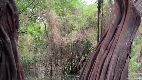 Amazon PARÁ BRAZIL