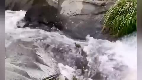 Duck video/little duck video