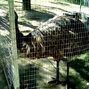 Ostrich laying eggs