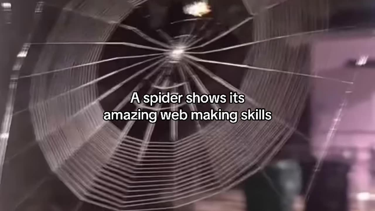 SPIDER WEB | SPIDER IS A REAL WEB DEVELOPER | IMPRESSIVE