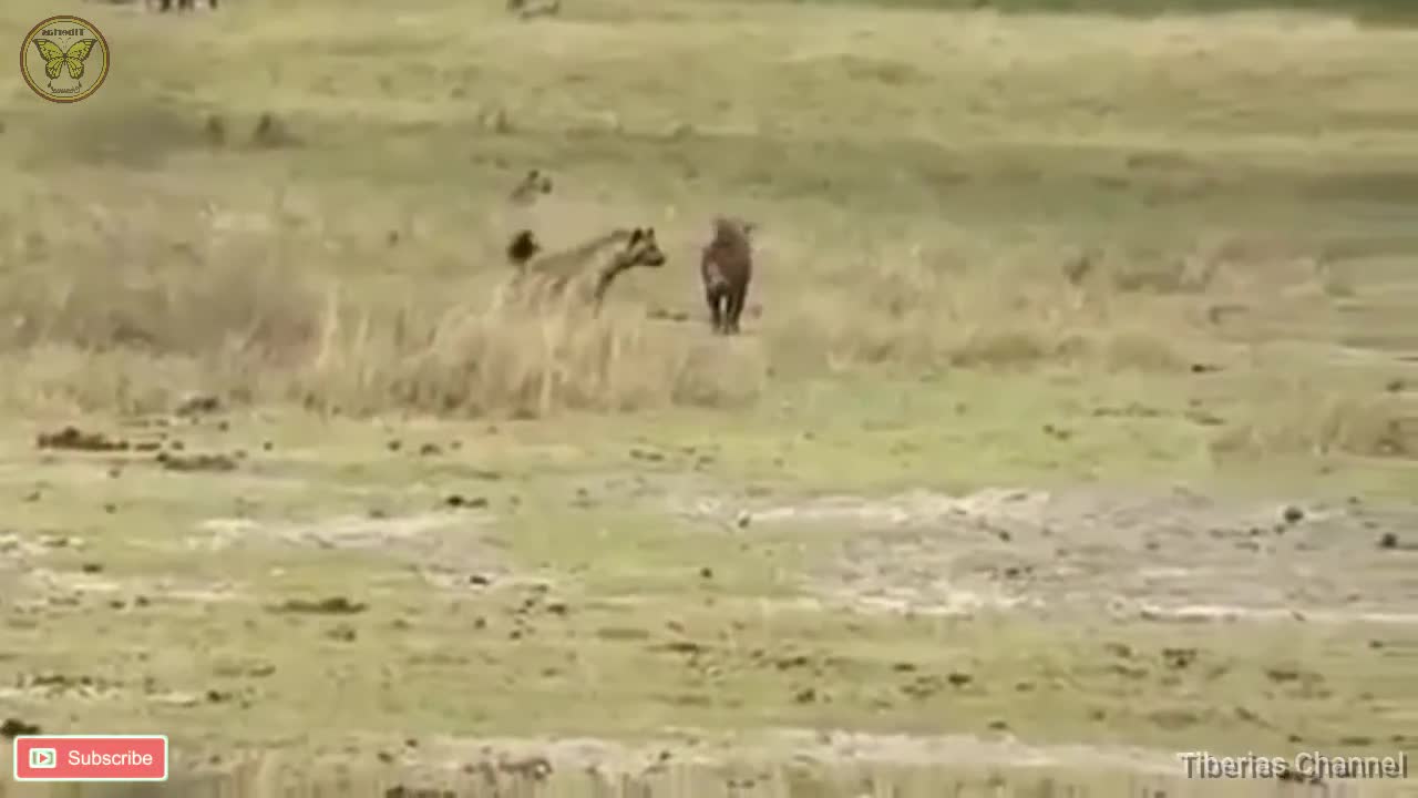 Lion vs Hyena in Africa