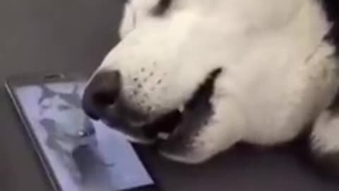 Husky howling while sleeping