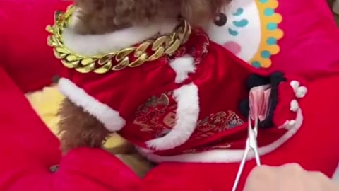 Intelligent, funny, lovley, quit dogs video