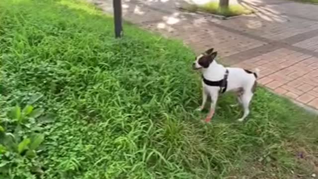 Providing water to the puppy