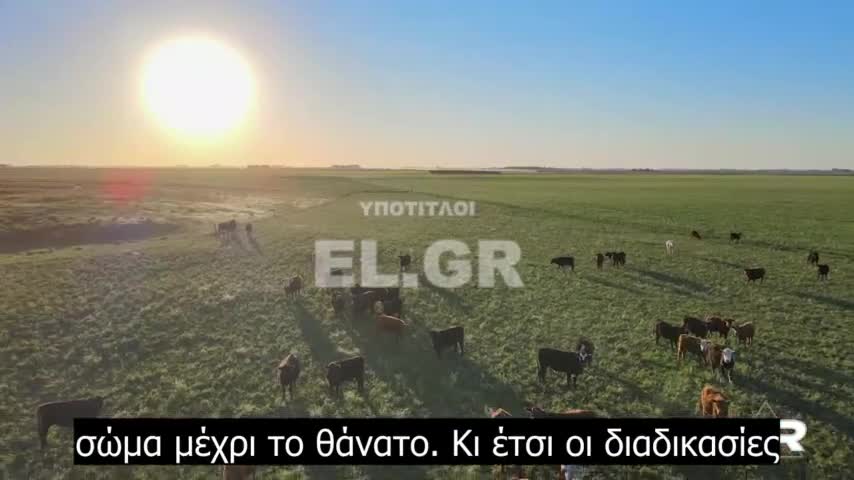 Ιερές αγελάδες και ο κίνδυνος κατανάλωσης εντόμων