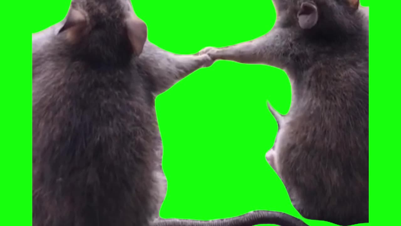 Rats Swaying | Green Screen