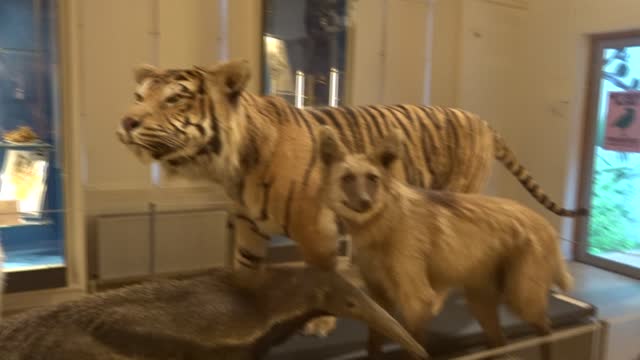 De Mooie Hoek van Natuurhistorisch Museum Rotterdam met speciale dieren