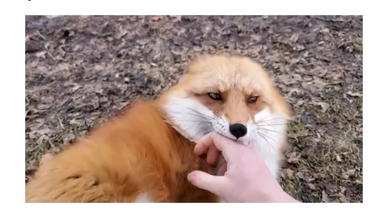Who would knew foxes can play like this 🙂🥰🥰