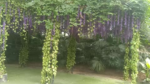 The shed is full of flowers