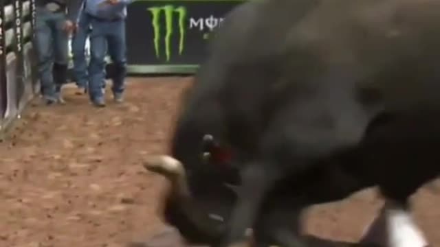 salva vidas de rodeio