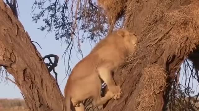 Lion Vs Leopard