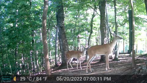 The Woods - 06/21/2022