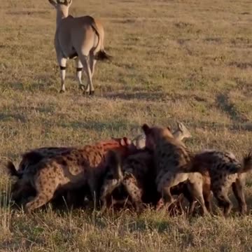 A Rare Encounter of Hyena Feasting