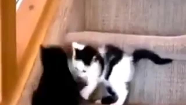 Kitten playing ♥♥♥