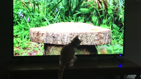 Simba First Sees a TV