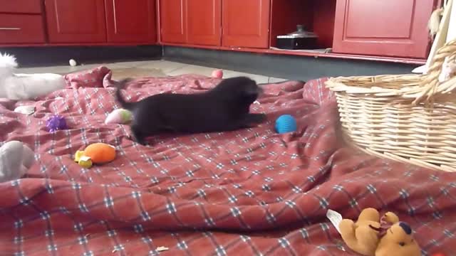 Funny and Angry Chihuahua playing with a ball!