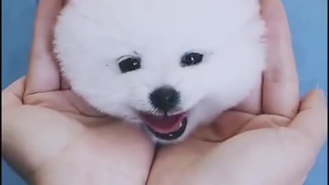Cute dogs are awesome 😎😎😎